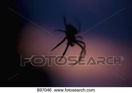 Silhouette of a spider at dusk View Large Photo Image Stock Photograph - Silhouette of a spider at dusk. Fotosearch
