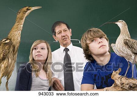 Students learning about a Bittern, Botaurus stellaris, and a Curlew, Numenius arquata View Large Photo Image Stock Image - Students learning about a Bittern, Botaurus stellaris, and a Curlew, Numenius arquata. Fotosearch