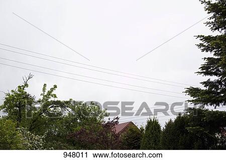 Stock Image - Tree tops and power lines. Fotosearch