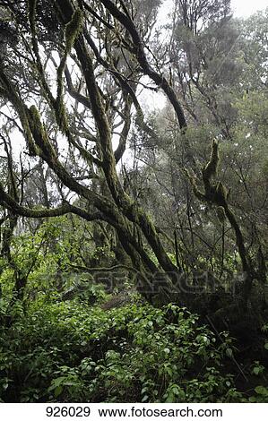 Trees and plants in a forest View Large Photo Image Stock Photo - Trees and plants in a forest. Fotosearch