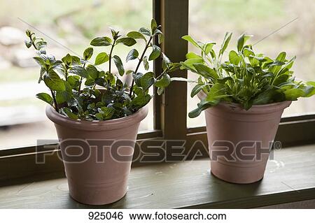 Two flower pots of sage and mint View Large Photo Image Stock Photograph - Two flower pots of sage and mint. Fotosearch