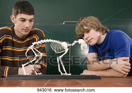 Stock Photograph - Two students looking at a cat skeleton in biology class. Fotosearch