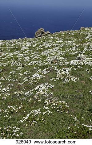 View of a meadow and the sea below View Large Photo Image Stock Photo - View of a meadow and the sea below. Fotosearch