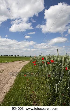 Wild poppies on the side of a rural dirt road View Large Photo Image Stock Image - Wild poppies on the side of a rural dirt road. Fotosearch