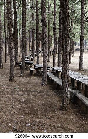 Wooden picnic tables in a forest View Large Photo Image Picture - Wooden picnic tables in a forest. Fotosearch