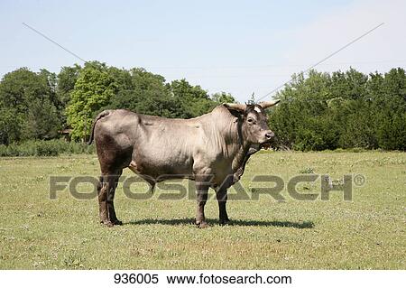 A bull in a field View Large Photo Image Stock Photography - A bull in a field. Fotosearch