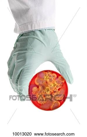 A lab technician holding a Petri dish with a bacteria culture growing in it, close-up of the hand View Large Photo Image Stock Image - A lab technician holding a Petri dish with a bacteria culture growing in it, close-up of the hand. Fotosearch