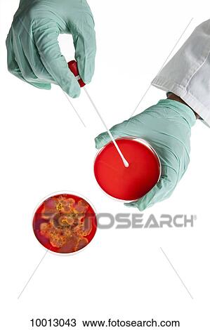 A lab technician using a cotton swab on a Petri dish with a bacteria culture, close-up of hand View Large Photo Image Stock Image - A lab technician using a cotton swab on a Petri dish with a bacteria culture, close-up of hand. Fotosearch