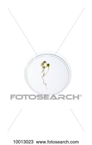 Stock Image - A Petri dish with a seedling growing in it. Fotosearch