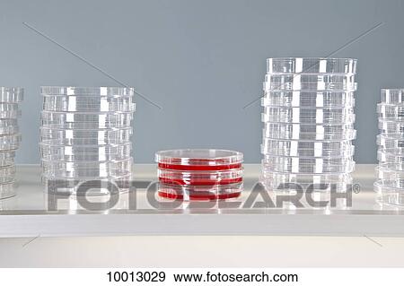 Stock Photo - Three used Petri dishes and stacks of unused Petri dishes. Fotosearch
