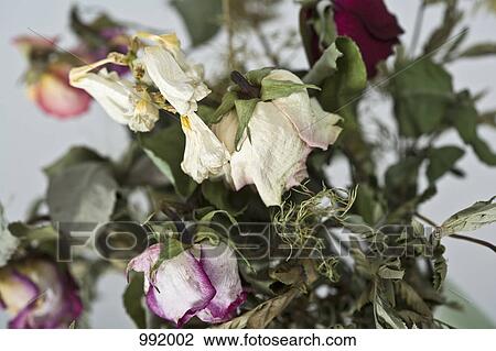 A bouquet of dying roses View Large Photo Image Stock Image - A bouquet of dying roses. Fotosearch