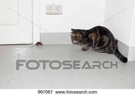 A cat and mouse facing each other View Large Photo Image Stock Photo - A cat and mouse facing each other. Fotosearch