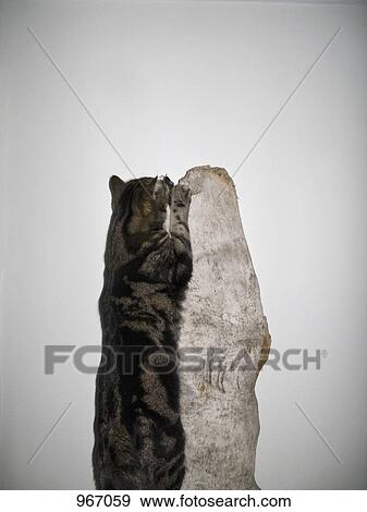 A cat jumping up a piece of wood View Large Photo Image Stock Photo - A cat jumping up a piece of wood. Fotosearch