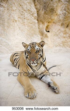 A chained tiger View Large Photo Image Stock Photograph - A chained tiger. Fotosearch