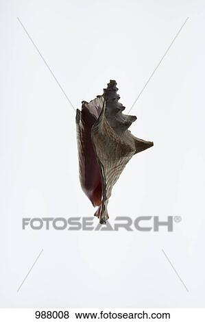 A conch shell, side view View Large Photo Image Stock Photo - A conch shell, side view. Fotosearch