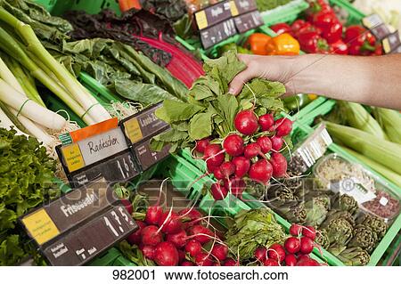 A customer selecting a bunch of radishes at the supermarket, focus on hand View Large Photo Image Stock Image - A customer selecting a bunch of radishes at the supermarket, focus on hand. Fotosearch