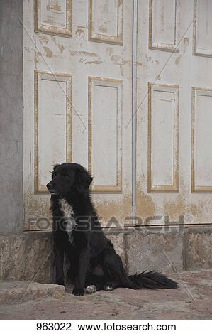 Stock Image - A dog sitting next to the entrance of a building. Fotosearch