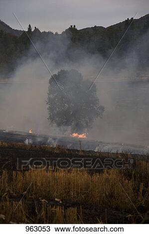 A fire burning in a field View Large Photo Image Stock Image - A fire burning in a field. Fotosearch