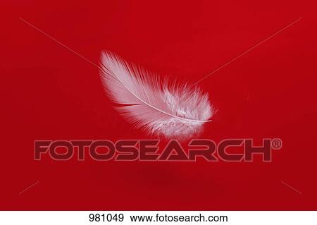 A floating feather View Large Photo Image Stock Photo - A floating feather. Fotosearch