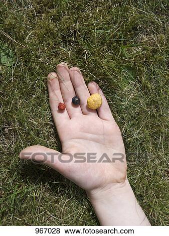 Stock Photo - A hand holding a raspberry, blueberry and Chanterelle mushroom. Fotosearch