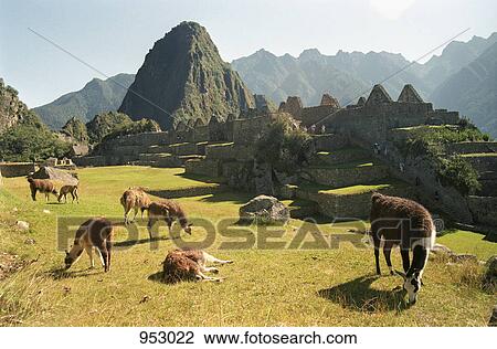 A herd of Llamas at the ruins of Machu Picchu, Peru, Latin America View Large Photo Image Stock Image - A herd of Llamas at the ruins of Machu Picchu, Peru, Latin America. Fotosearch