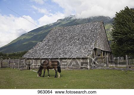 A horse in a field by a barn View Large Photo Image Picture - A horse in a field by a barn. Fotosearch