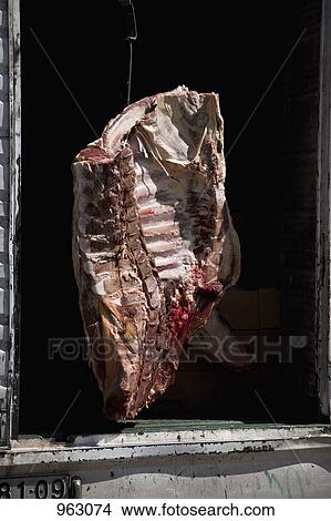 A large cut of raw beef hanging in a truck View Large Photo Image Picture - A large cut of raw beef hanging in a truck. Fotosearch