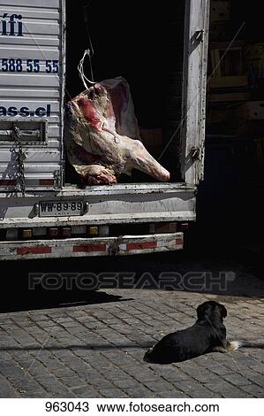 A large cut of raw beef in the back of a truck View Large Photo Image Stock Image - A large cut of raw beef in the back of a truck. Fotosearch