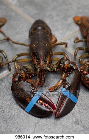 A live lobster on a tile floor View Large Photo Image Picture - A live lobster on a tile floor. Fotosearch
