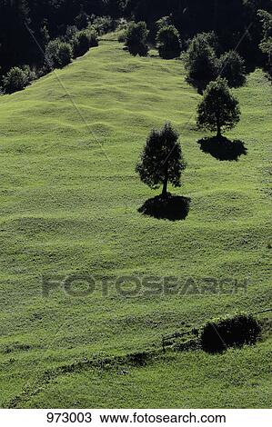 Stock Image - A lush green hillside. Fotosearch