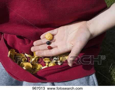 A person carrying Chanterelle mushrooms in a sweater View Large Photo Image Stock Image - A person carrying Chanterelle mushrooms in a sweater. Fotosearch