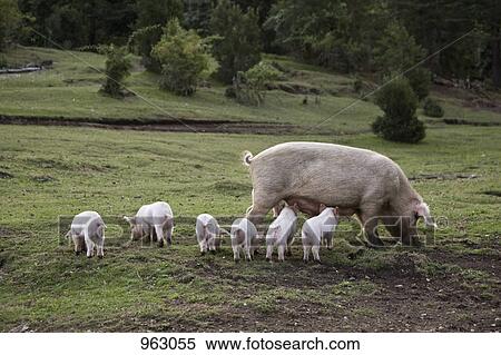 A pig with piglets in a field View Large Photo Image Stock Photography - A pig with piglets in a field. Fotosearch