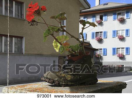 A plant growing from an old boot View Large Photo Image Stock Image - A plant growing from an old boot. Fotosearch