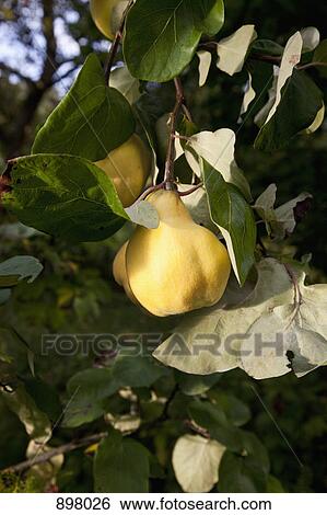 A quince growing on a tree View Large Photo Image Stock Photograph - A quince growing on a tree. Fotosearch