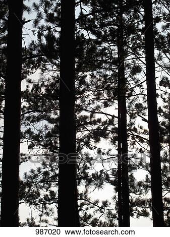 A row of pine trees View Large Photo Image Stock Image - A row of pine trees. Fotosearch