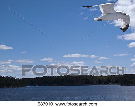 A seagull in mid-air above the sea View Large Photo Image Stock Image - A seagull in mid-air above the sea. Fotosearch