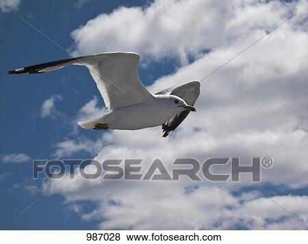 A seagull in mid-air View Large Photo Image Stock Photo - A seagull in mid-air. Fotosearch