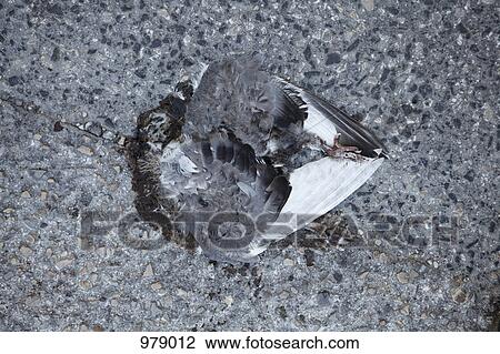 A squashed dove on the ground View Large Photo Image Stock Image - A squashed dove on the ground. Fotosearch