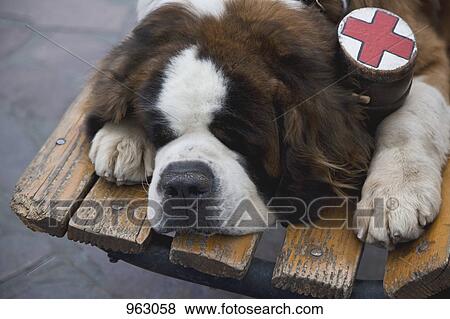 A St. Bernard dog with a flask collar lying on a park bench View Large Photo Image Stock Photo - A St. Bernard dog with a flask collar lying on a park bench. Fotosearch