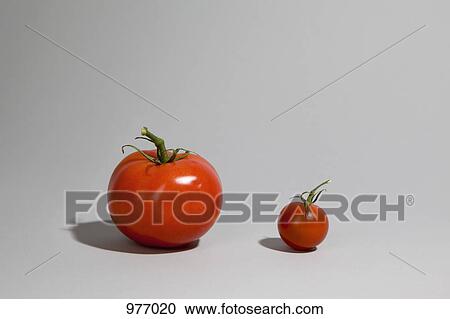 A tomato next to a cherry tomato View Large Photo Image Stock Image - A tomato next to a cherry tomato. Fotosearch