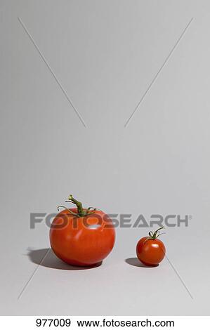 A tomato next to a cherry tomato View Large Photo Image Stock Photo - A tomato next to a cherry tomato. Fotosearch