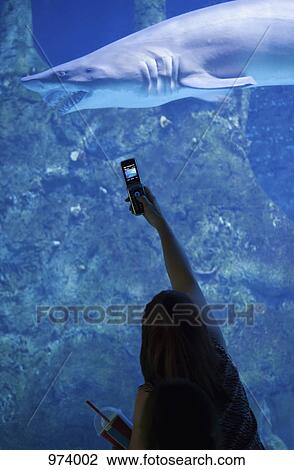 A woman photographing a shark in an aquarium View Large Photo Image Stock Image - A woman photographing a shark in an aquarium. Fotosearch