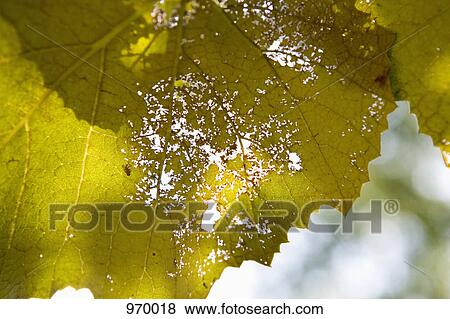 Aging leaf View Large Photo Image Stock Photo - Aging leaf. Fotosearch