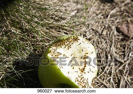 Ants eating a half eaten green apple, outdoors View Large Photo Image Stock Photo - Ants eating a half eaten green apple, outdoors. Fotosearch
