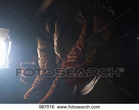 Birds hanging from a rafter on the ceiling View Large Photo Image Stock Photograph - Birds hanging from a rafter on the ceiling. Fotosearch
