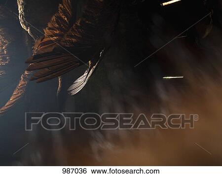 Birds hanging from the ceiling View Large Photo Image Stock Photograph - Birds hanging from the ceiling. Fotosearch