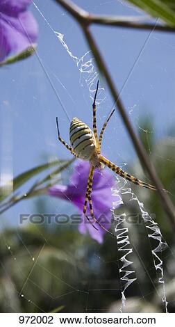 Black and Yellow Garden Spider (Argiope aurantia) on a web View Large Photo Image Stock Image - Black and Yellow Garden Spider (Argiope aurantia) on a web. Fotosearch