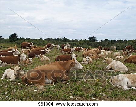 Brown cattle View Large Photo Image Picture - Brown cattle. Fotosearch