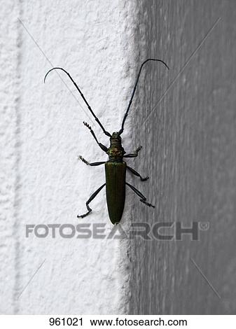 Stock Image - Bug on a wall. Fotosearch