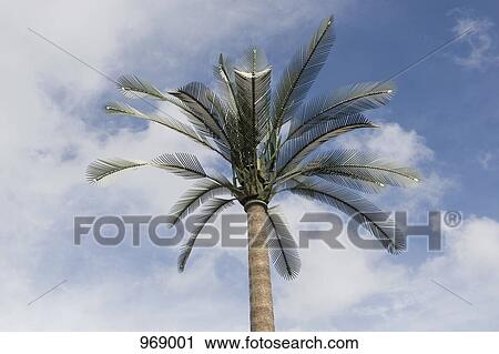 Cellular repeater tower disguised as a palm tree View Large Photo Image Stock Image - Cellular repeater tower disguised as a palm tree . Fotosearch
